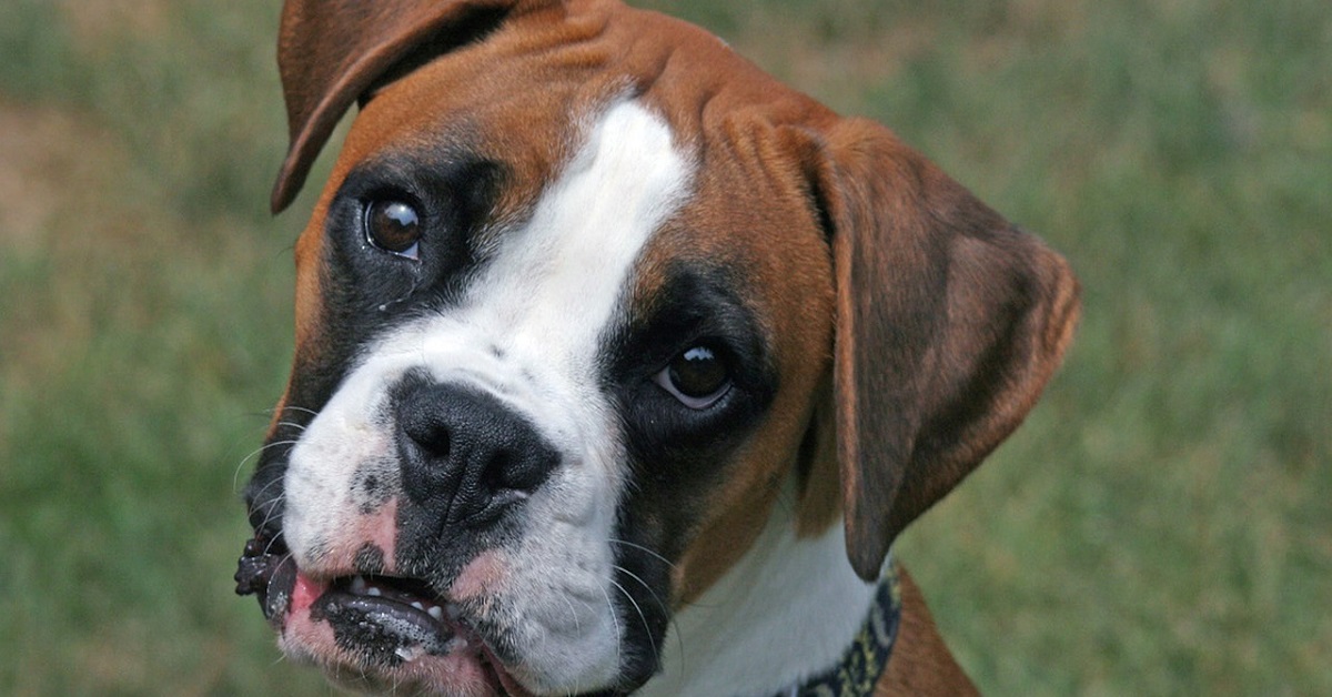 Il cucciolo di Boxer si prende cura di due piccole caprette, il video vi scioglierà letteralmente il cuore