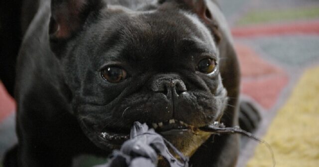 Il cucciolo di Bulldog Francese ruba tutto ciò che trova, i suoi assurdi dispetti in video