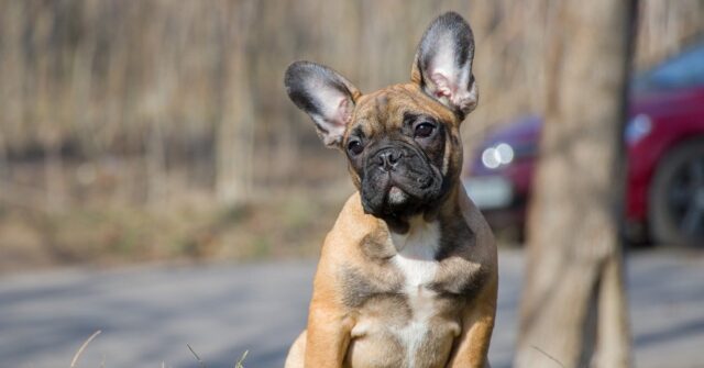 Il cucciolo di Bulldog Francese “urla” per rientrare in casa, il video è davvero buffo