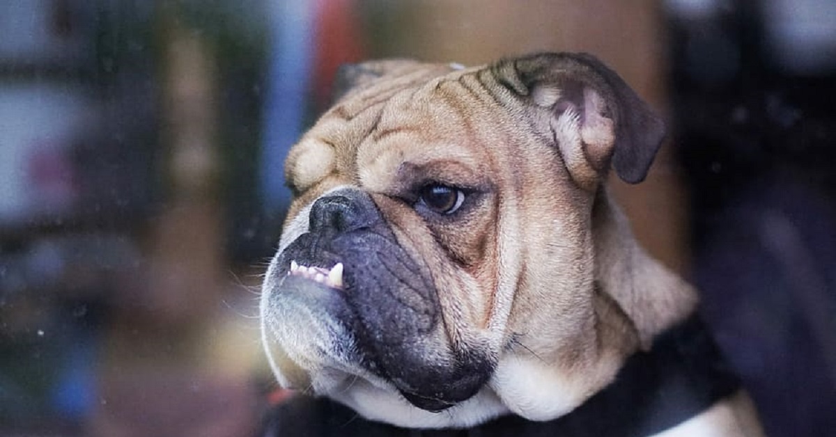 Il cucciolo di Bulldog Inglese affronta eroicamente un “feroce” leone, il video è da non perdere