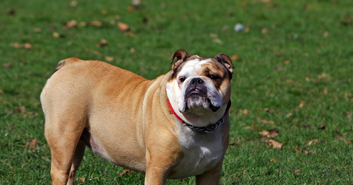 Il cucciolo di Bulldog Inglese rivede il papà dopo 5 mesi, la sua reazione in video è a dir poco emozionante