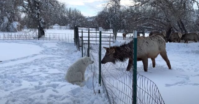 Il cucciolo di Cane da Montagna dei Pirenei fa amicizia con un’alce, il video