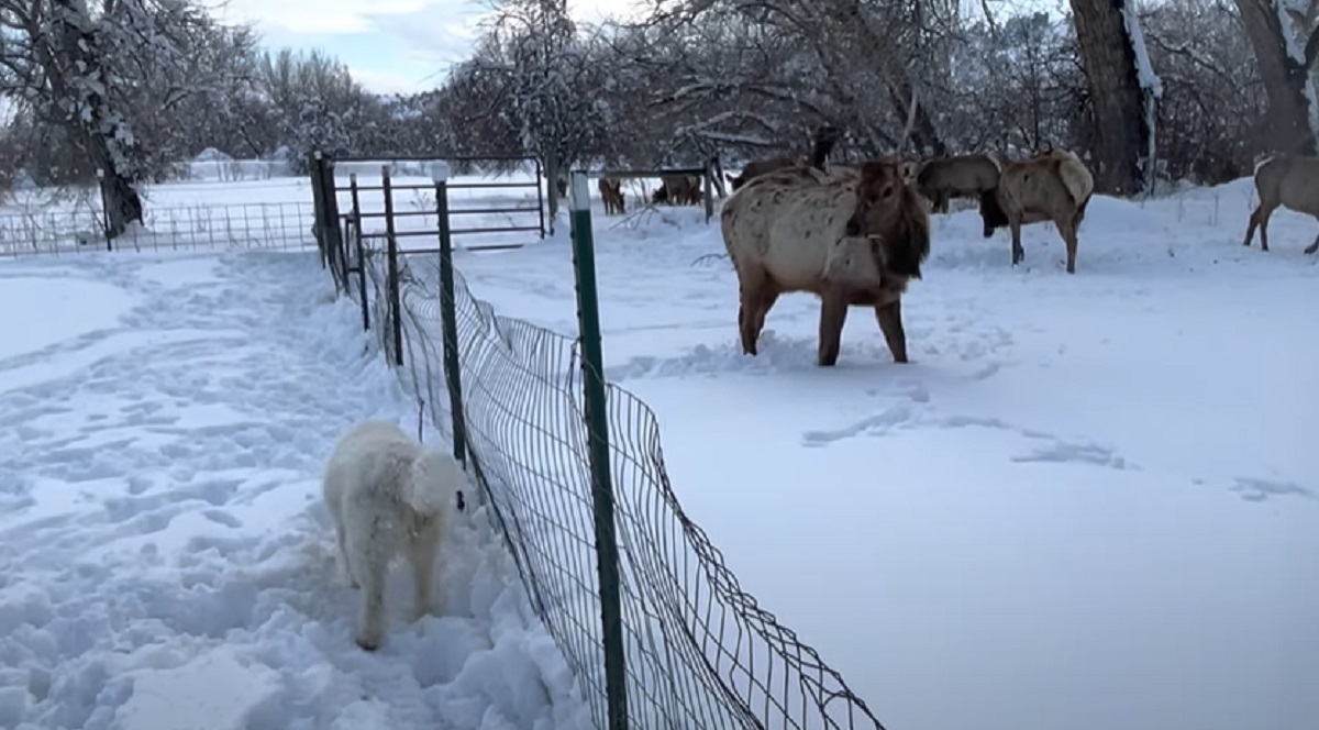 neve amici incontro