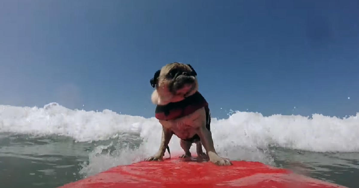 Il cucciolo di Carlino è un vero asso nel cavalcare le onde con la tavola da surf, il video è favoloso