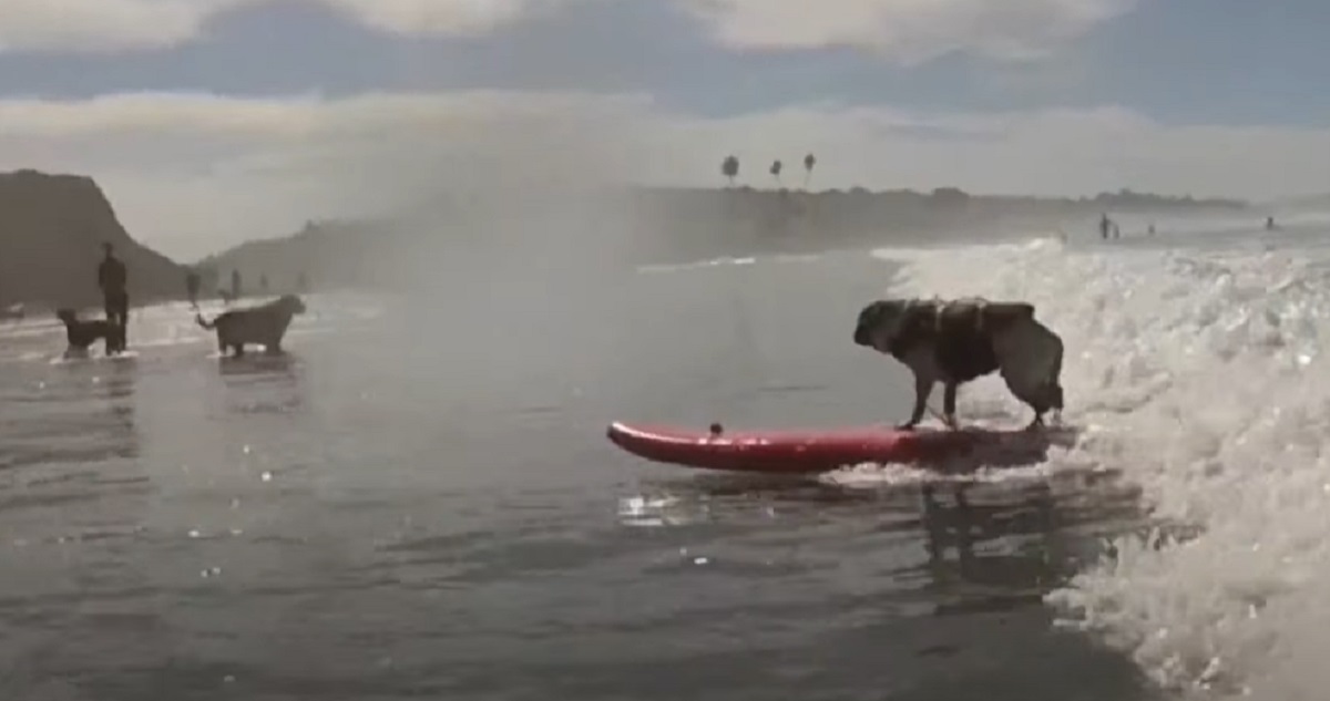 cucciolo onde surf