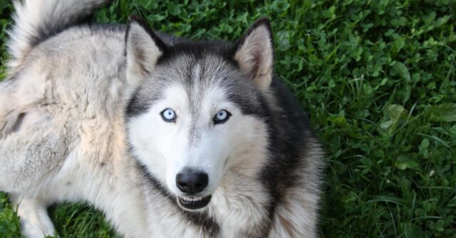 Il cucciolo di Husky assiste al trucco di magia, nel video l’incredibile reazione