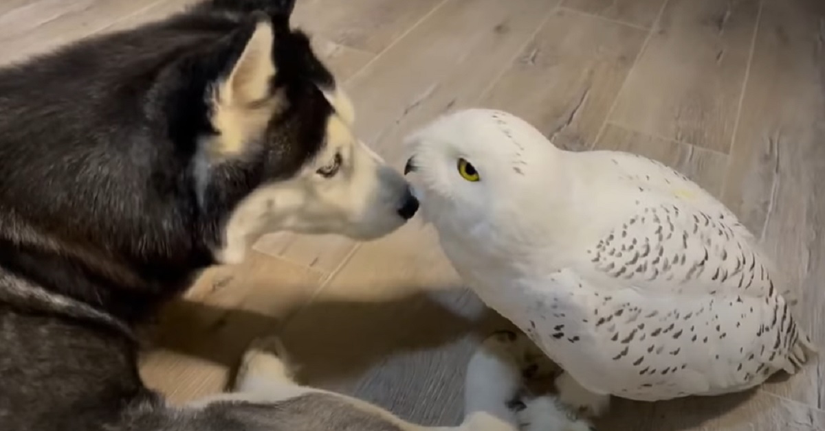 Il cucciolo di Husky ed il gufo condividono l’amicizia più bella di sempre, il video vi sorprenderà