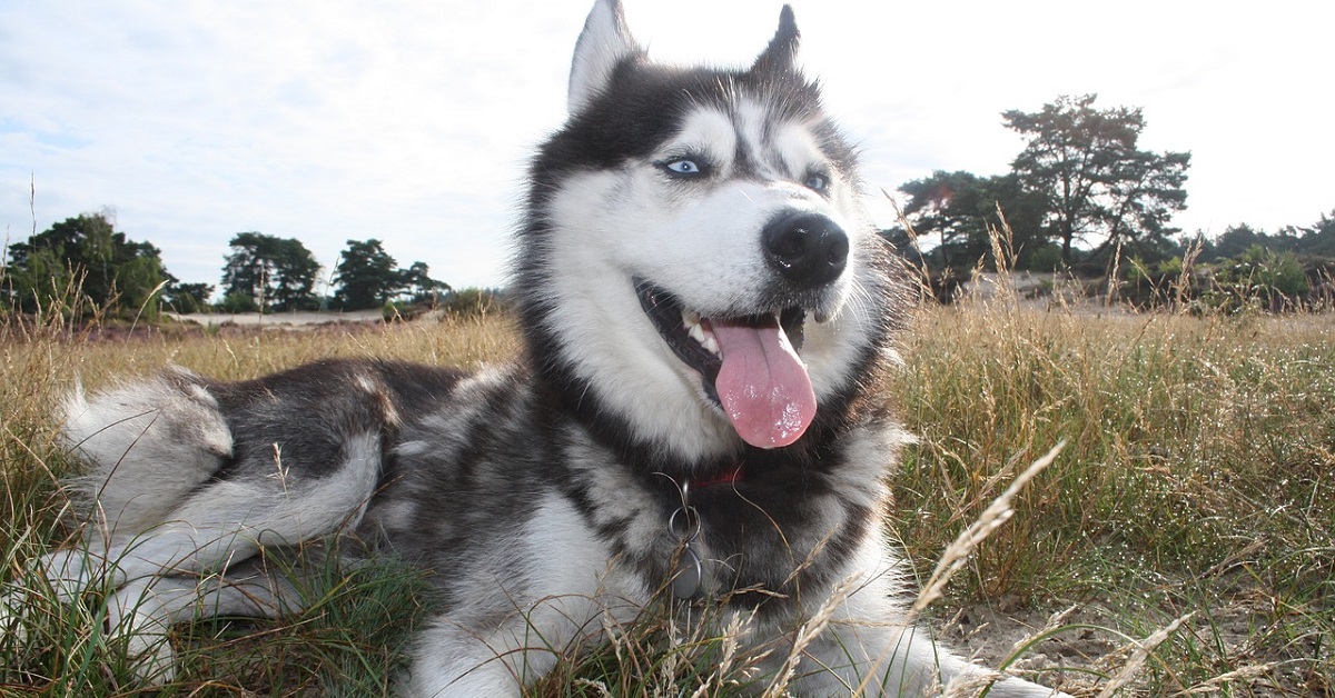 Il cucciolo di Husky ed il papà militare si riuniscono dopo tanta attesa, l’emozionante scena in video