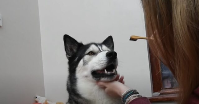 Il cucciolo di Husky si fa lavare i denti per la prima volta, non fatevi scappare il video