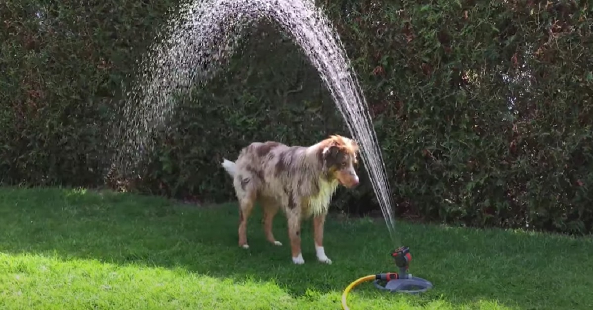 Il cucciolo di Pastore Australiano inventa un nuovo gioco usando un irrigatore, il video è sensazionale