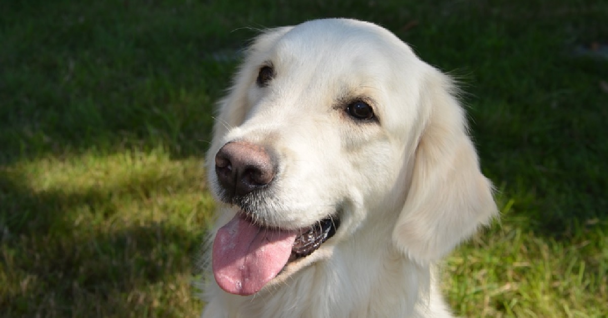 Il cucciolo Golden Retriever adora “portare” a spasso altri cani, il video