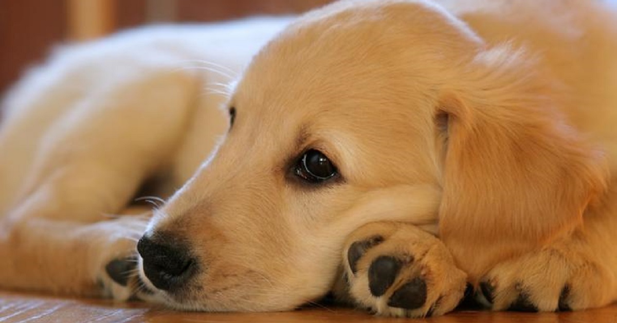 Il cucciolo Golden Retriever cerca di tirarsi fuori dai guai, il video è irresistibile