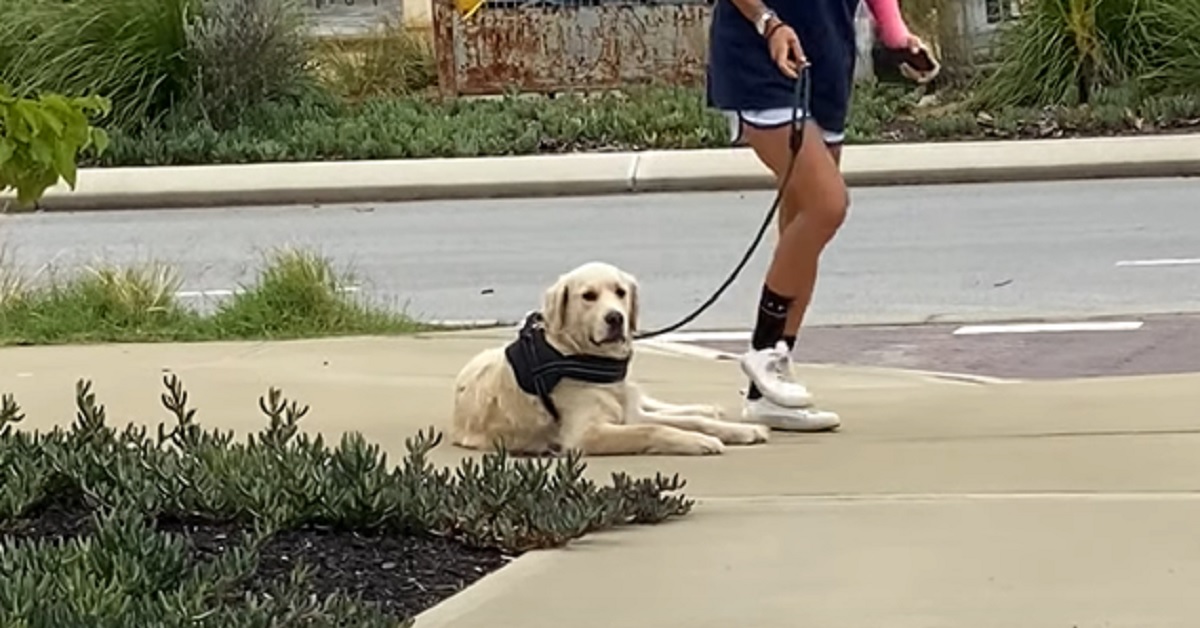 Il cucciolo Golden Retriever decide che la sua passeggiata è “finita”, nel video il divertente motivo