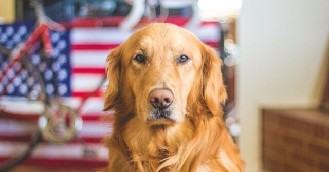 Il cucciolo Golden Retriever diventa il migliore amico di un anatroccolo, il video