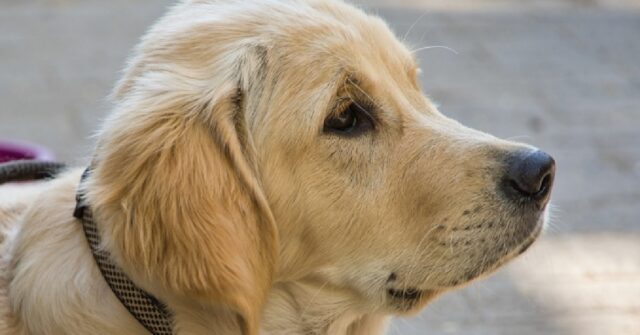 Il cucciolo Golden Retriever è un fotografo d’esperienza, la sua bravura in video