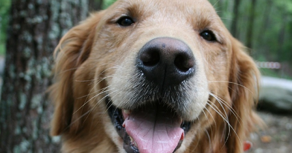 Il cucciolo Golden Retriever è un perfetto equilibrista, le sue abilità in video sono a dir poco impressionanti