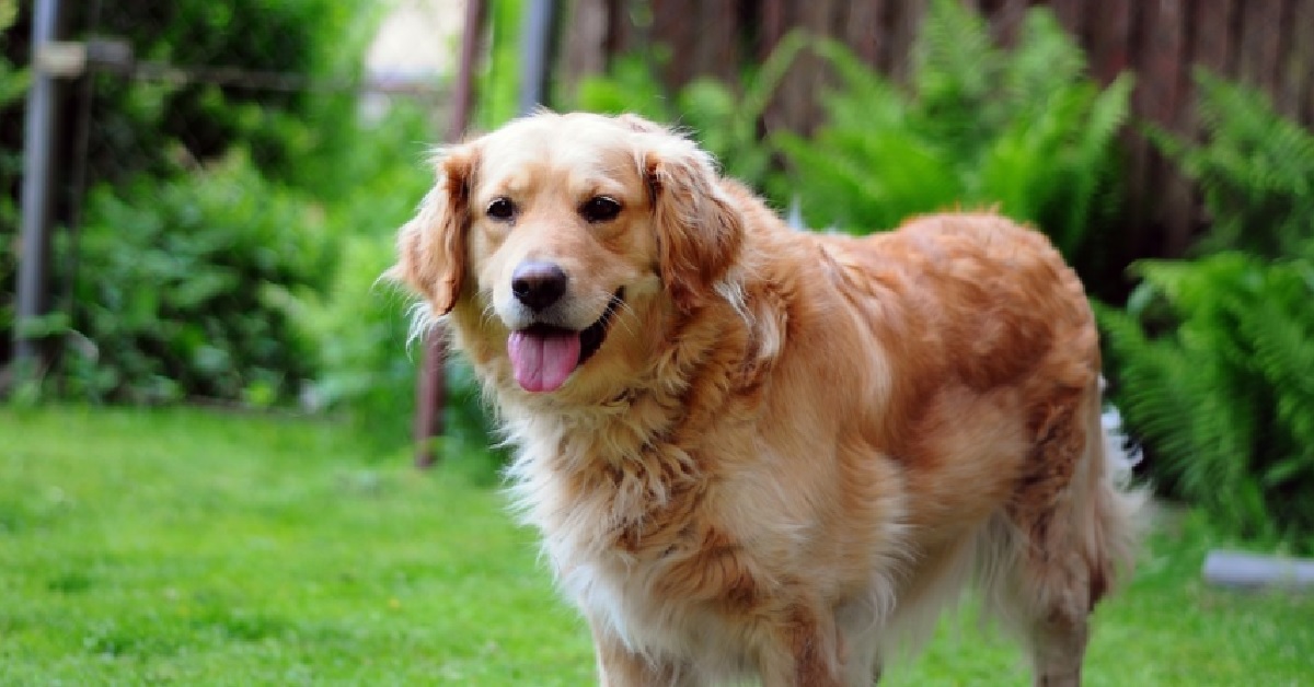 cucciolo golden retriever fa la conoscenza del suo fratellino video