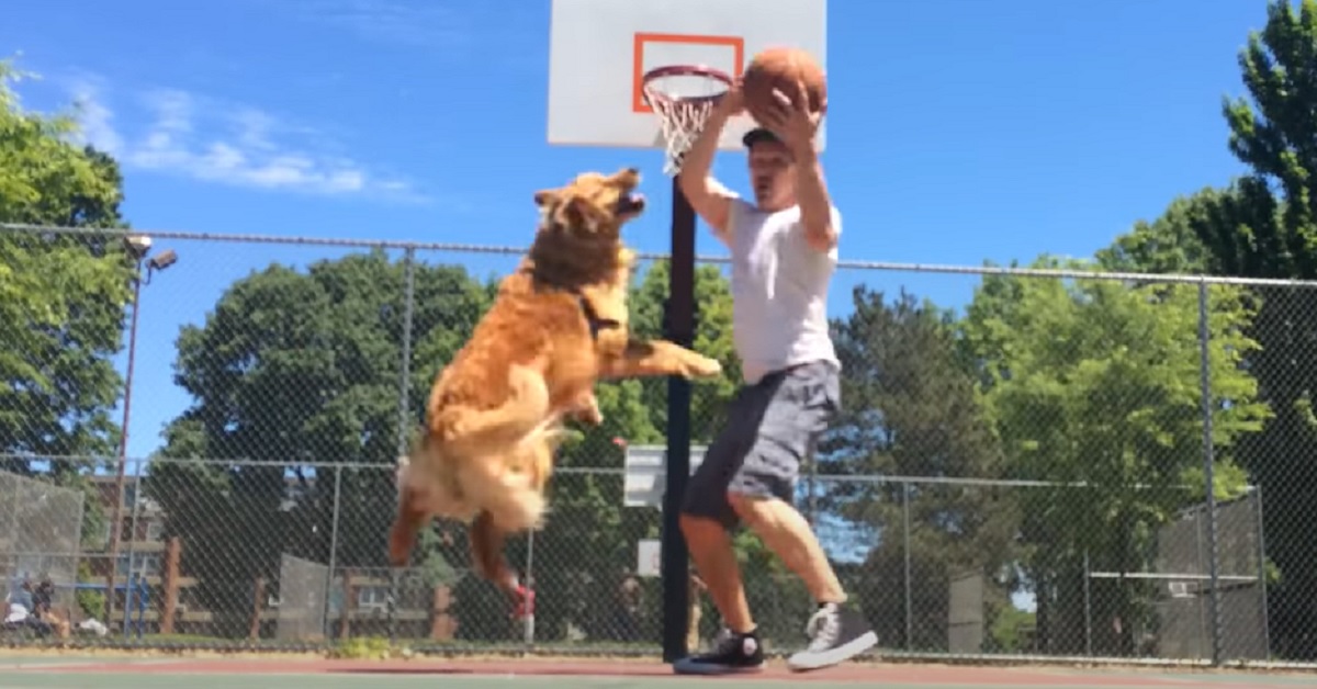 Il cucciolo Golden Retriever gioca a basket con il papà, tutta l’imperdibile sfida in video
