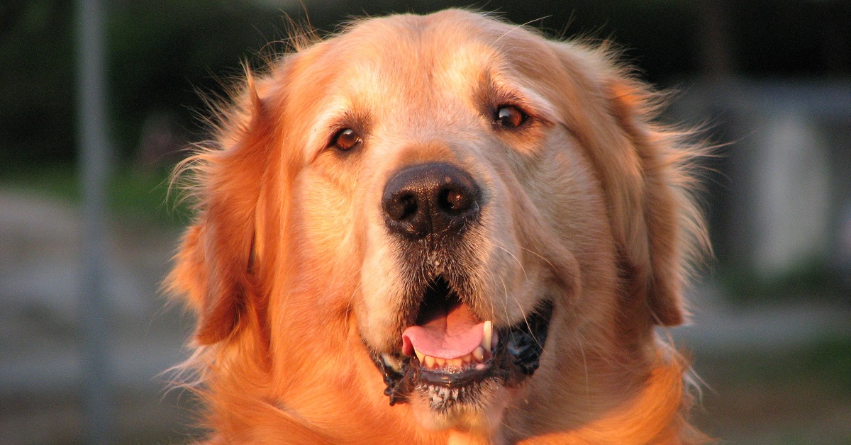 Il cucciolo Golden Retriever ha una buffa reazione al “suono” del palloncino, il video
