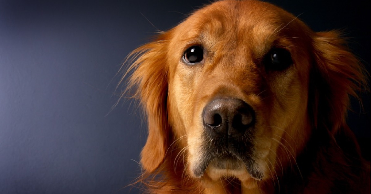 Il cucciolo Golden Retriever sfrutta al massimo la sua intelligenza, il video è da non perdere