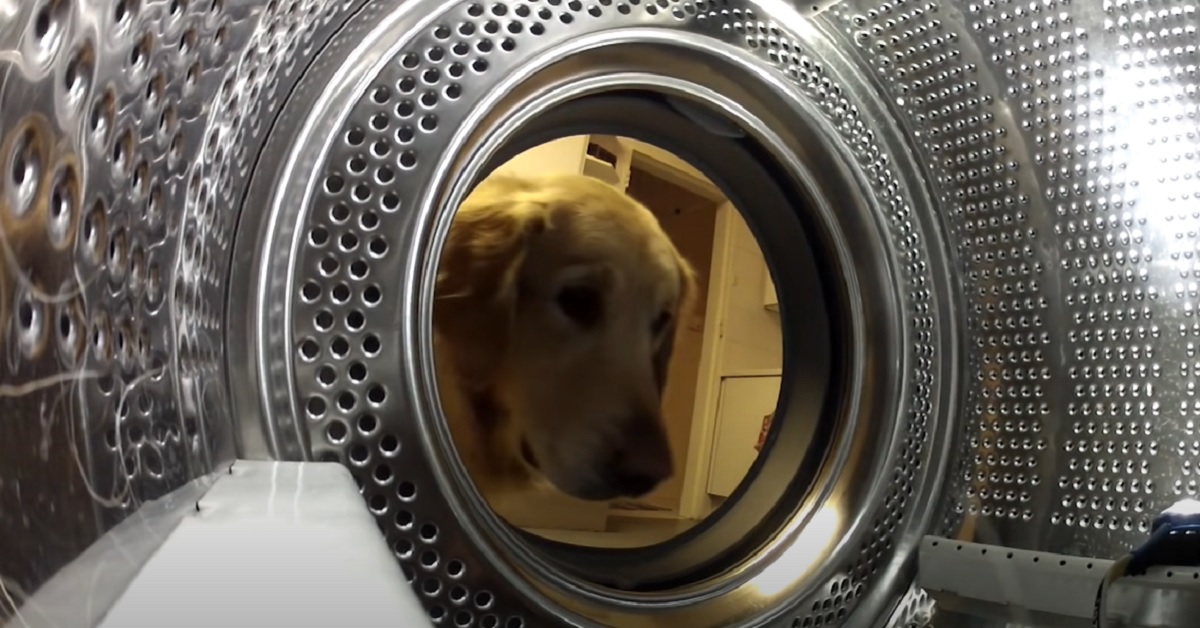 Il cucciolo Golden Retriever “salva” il suo orsacchiotto dalla lavatrice, il video è sensazionale