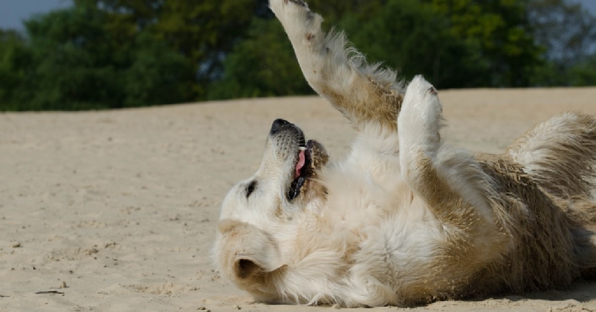 Il cucciolo Golden Retriever si rifiuta di continuare con la passeggiata, il proprietario non sa più cosa fare in video