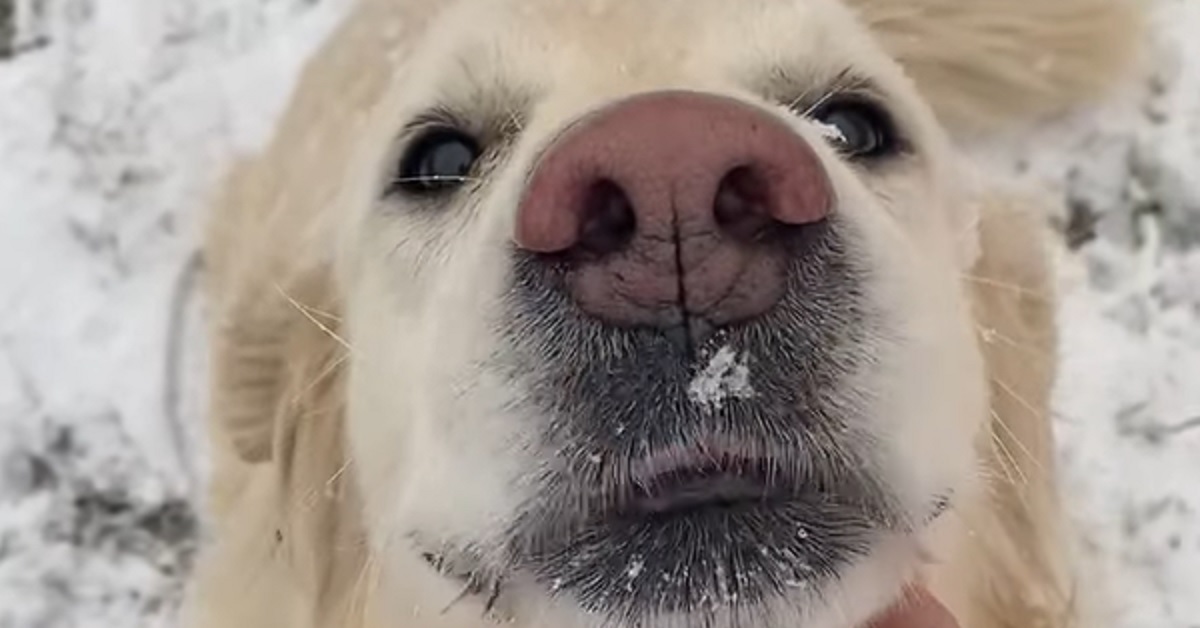 Il cucciolo Golden Retriever va matto per le palle di neve, il video mostra la sua singolare passione