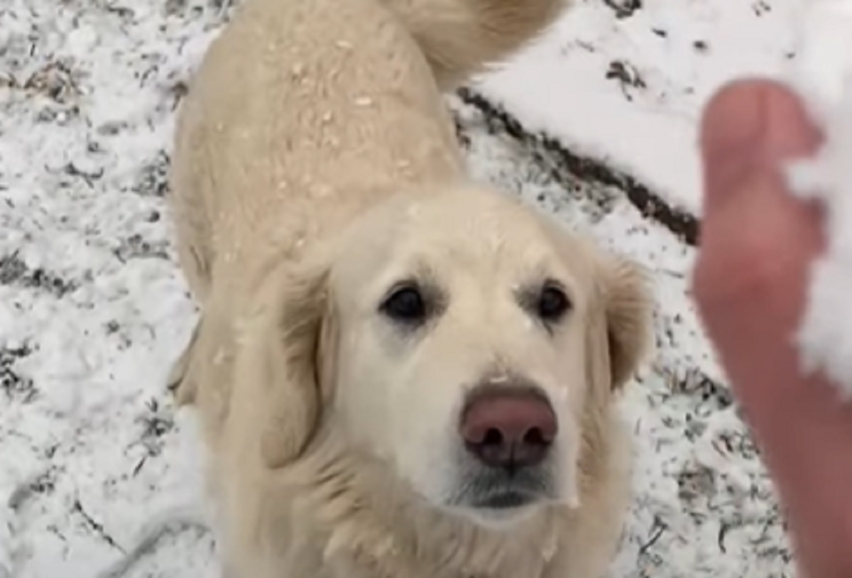 gioco neve cane