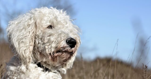 Il cucciolo Goldendoodle è un amante del parapendio, il video è emozionante