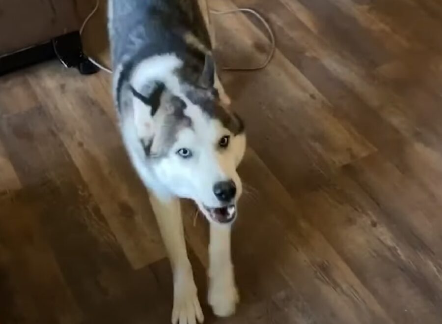 meeko cucciolo husky esprime suoi sentimenti