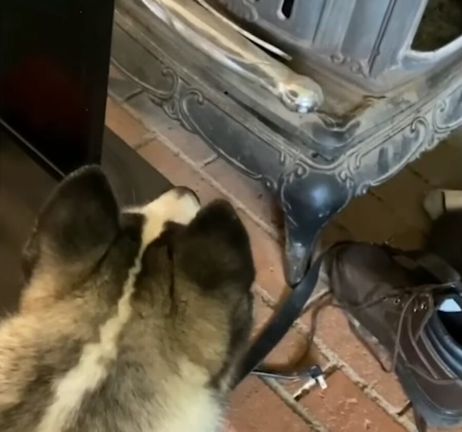 meeko cucciolo husky odio profondo