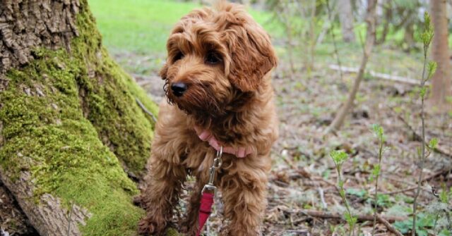 Il cucciolo Labradoodle è un vero esperto di biliardo, il suo talento in video