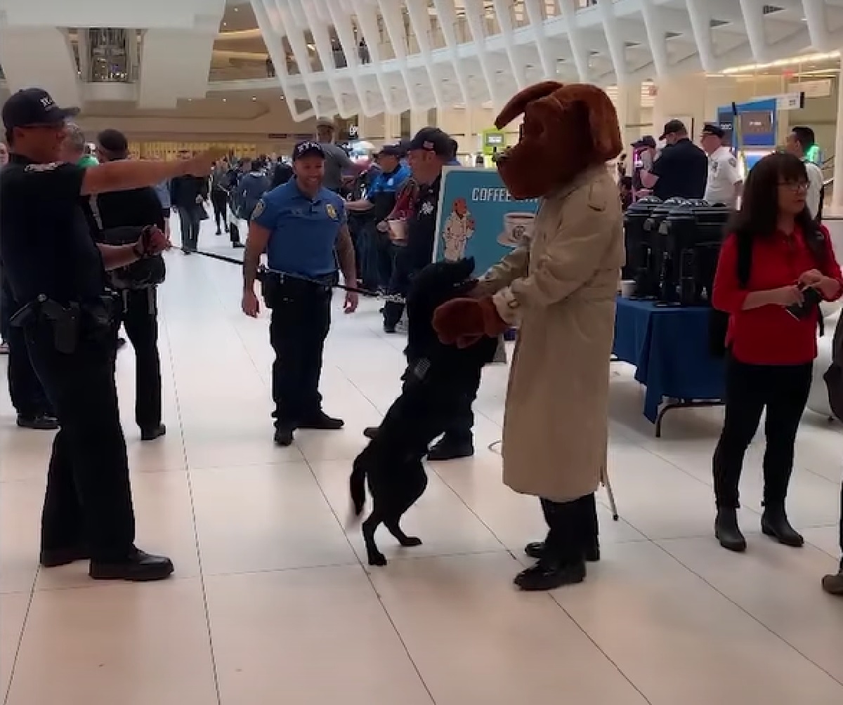 cucciolo labrador polizia momento tenero con mascotte