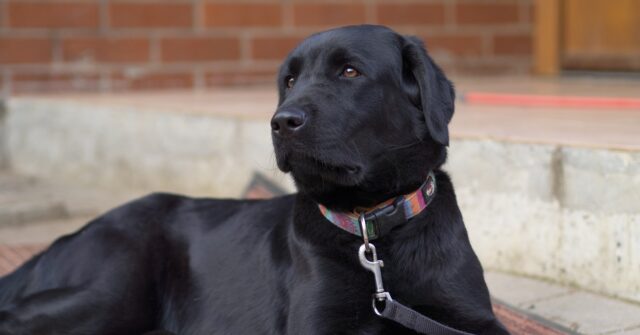 Il cucciolo Labrador Morris ha ridato il sorriso alla mamma diversamente abile, il video