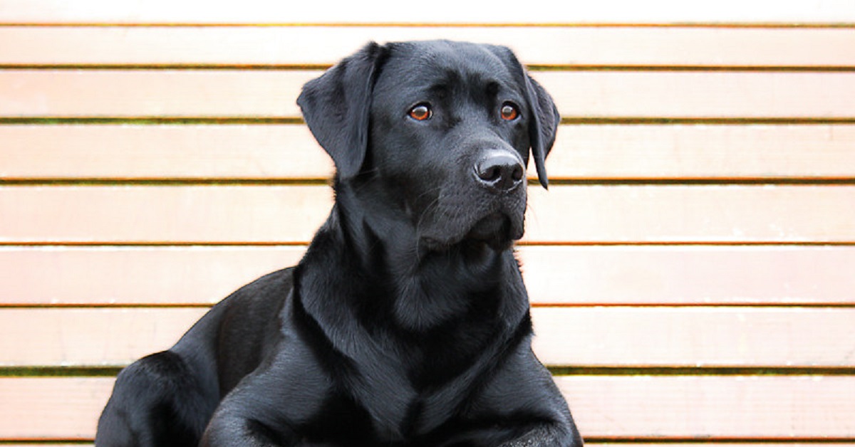 Il cucciolo Labrador non vuole lasciare la cuccia al gattino, nel video la loro imperdibile disputa