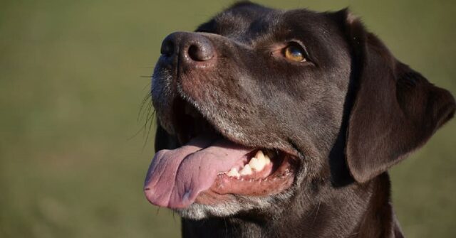 Il cucciolo Labrador si mette a portare a spasso la mamma, il video è imperdibile