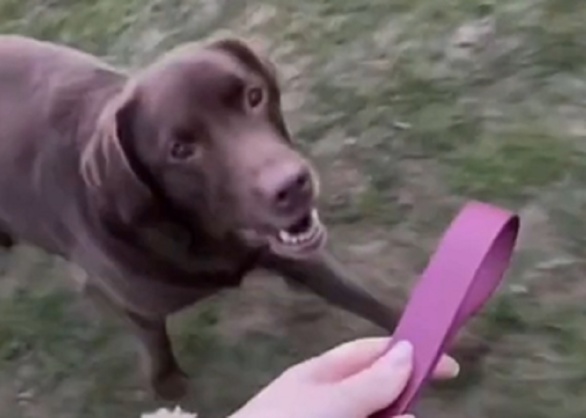 guinzaglio cane labrador