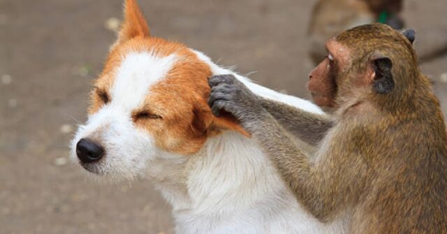 Il cucciolo Munnu e la sua amicizia speciale con la scimmietta Avni, il video