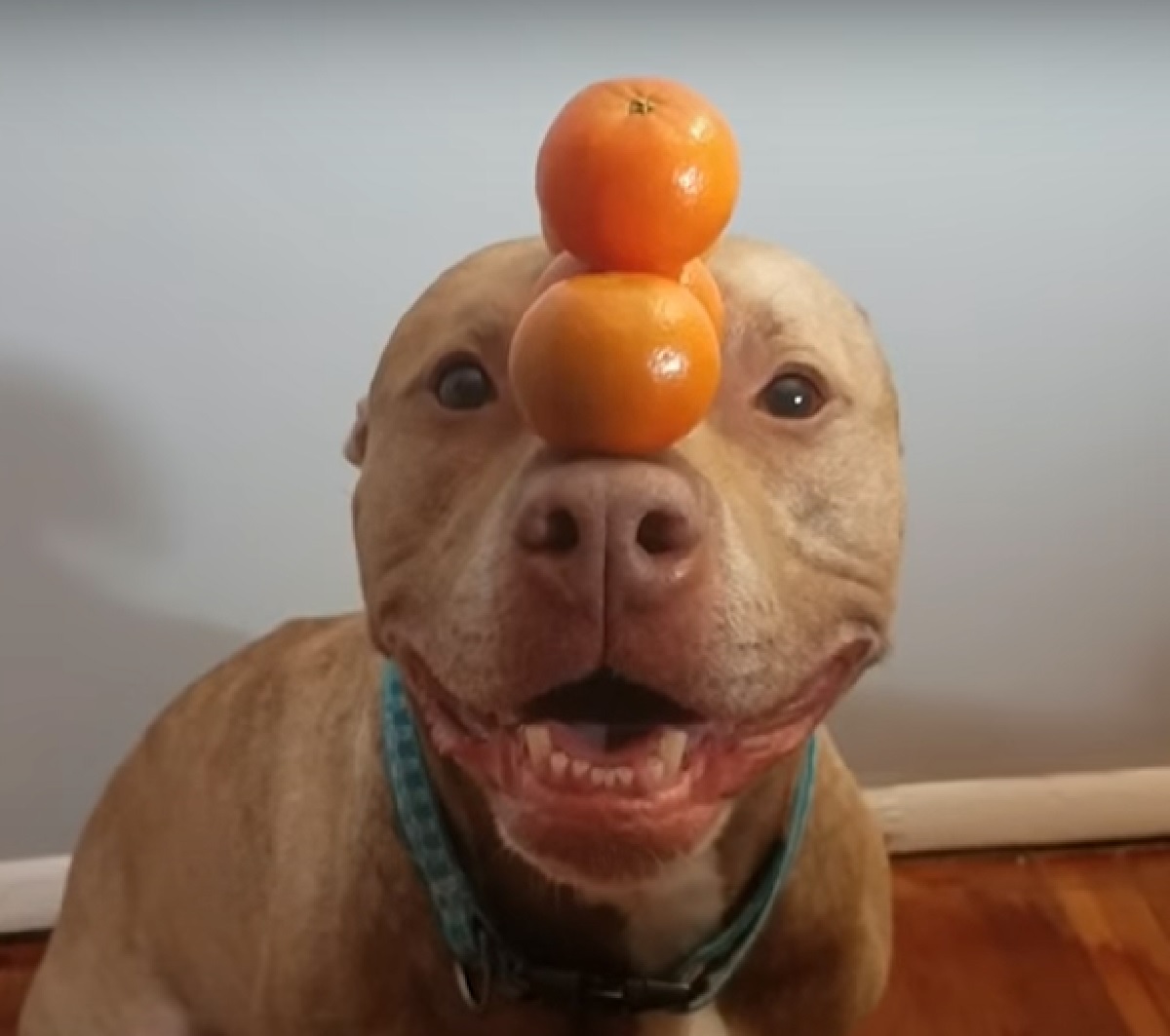 tango cucciolo pitbull bravura immensa con equilibrio