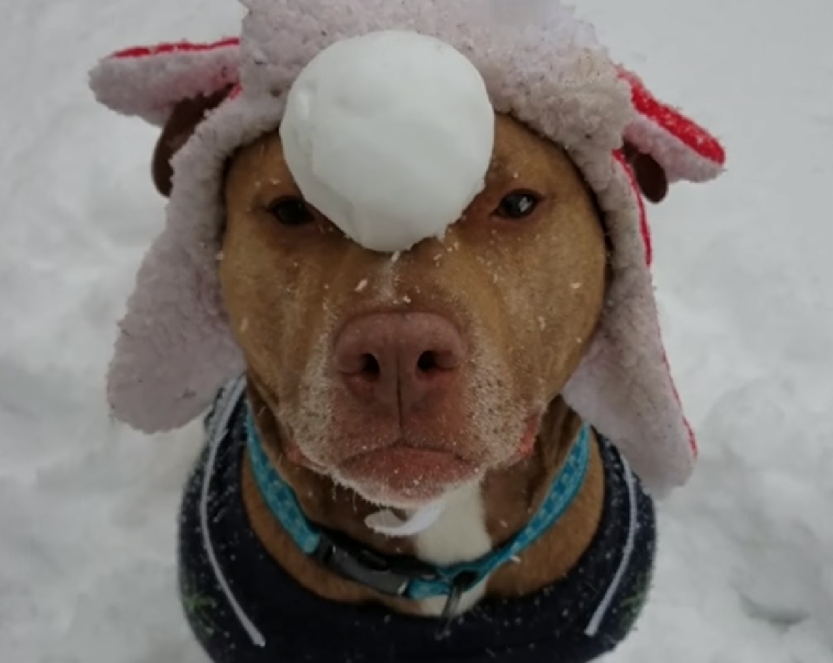 tango cucciolo pitbull pallina di neve