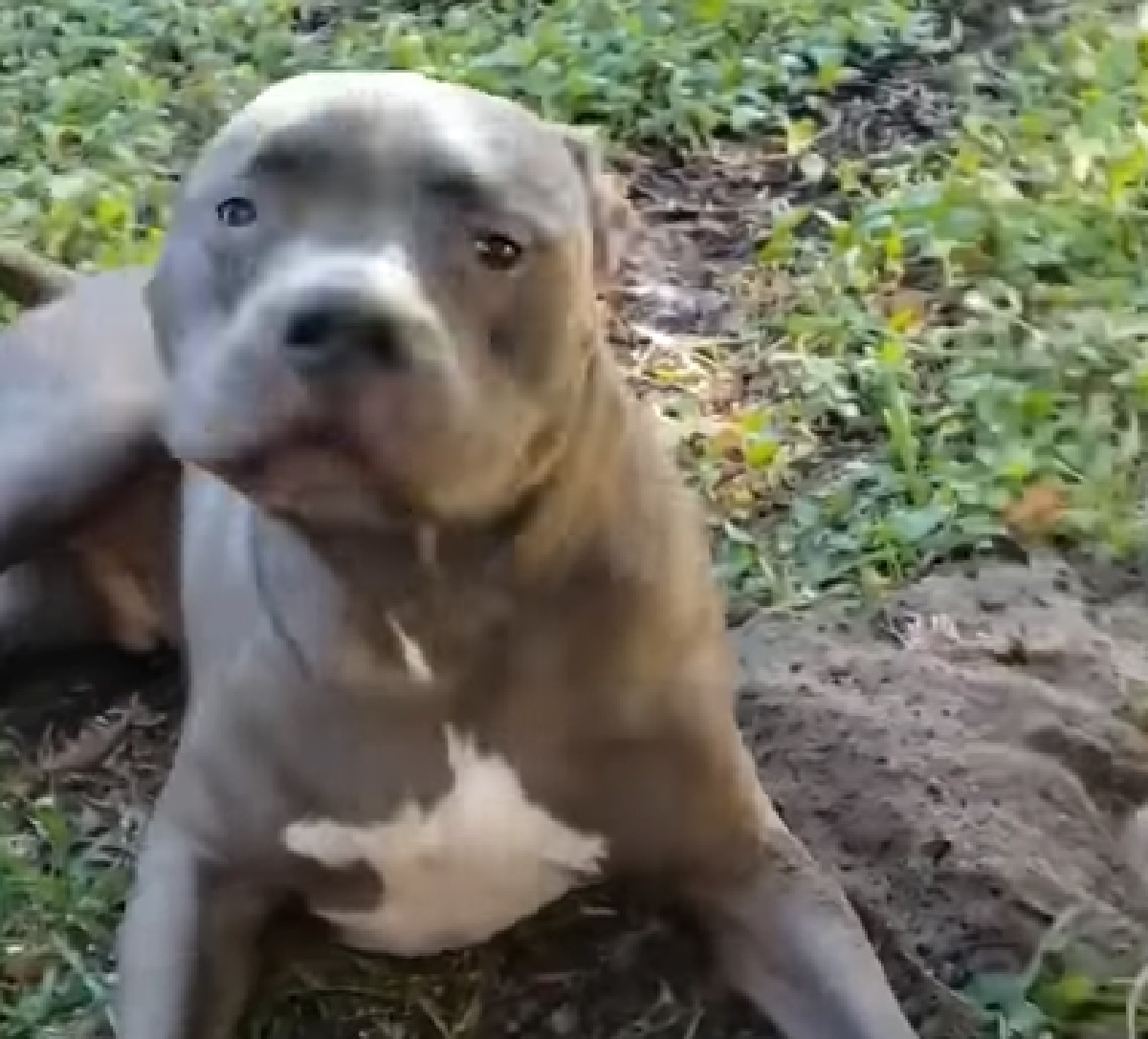 eder cucciolo pitbull marmotta non vuole giocare