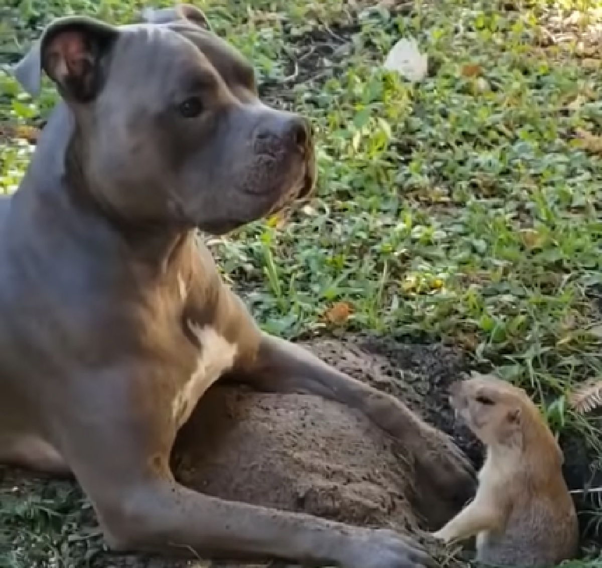 eder cucciolo curioso incontro parco