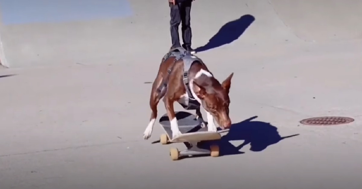 Il cucciolo Rat Terrier riesce a fare numeri incredibili con lo skateboard, non potete perdervi il video