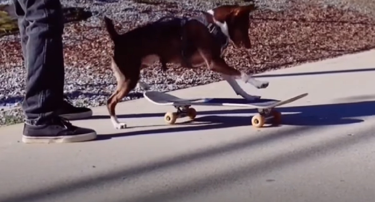 cucciolo cane skate