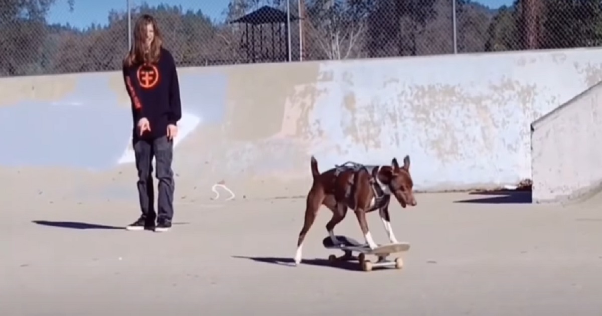 cane sfreccia skate