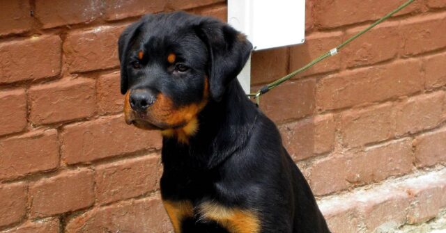 Il cucciolo Rottweiler arriva alla velocità della luce appena sente il suo “richiamo”, il video