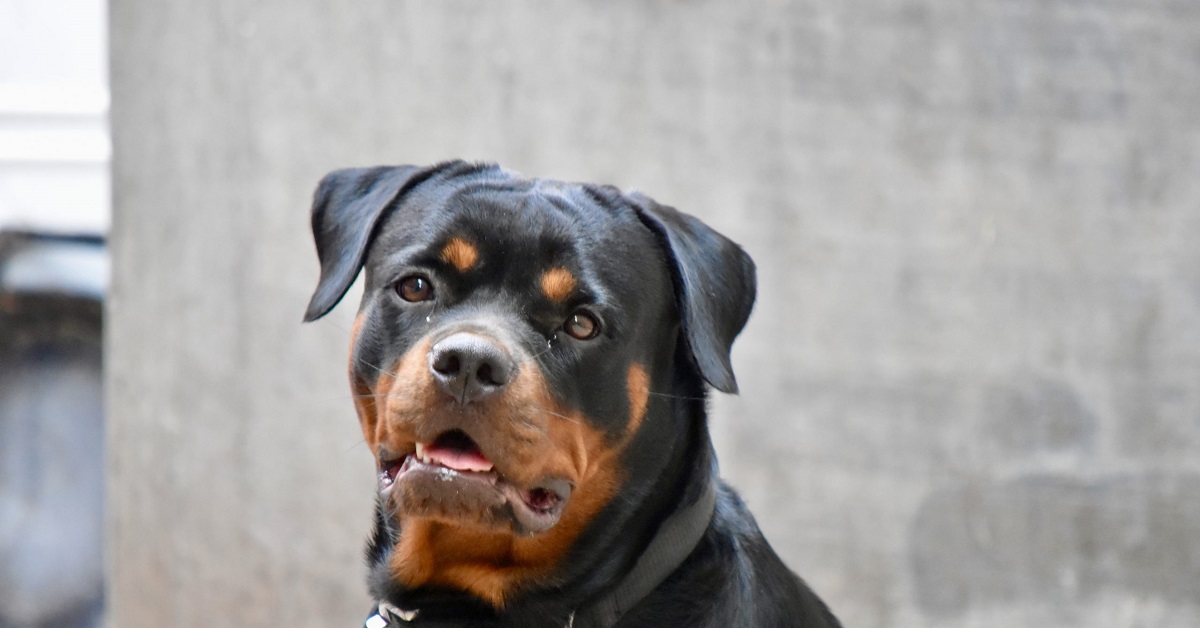 Il cucciolo Rottweiler viene sgridato per aver rubato il tacchino, la sua reazione in video vi conquisterà