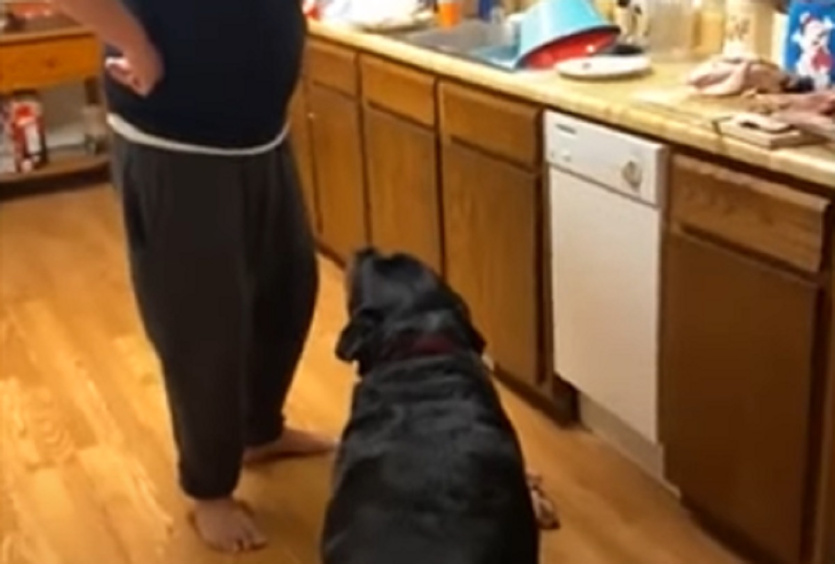 cane ruba cibo colpa