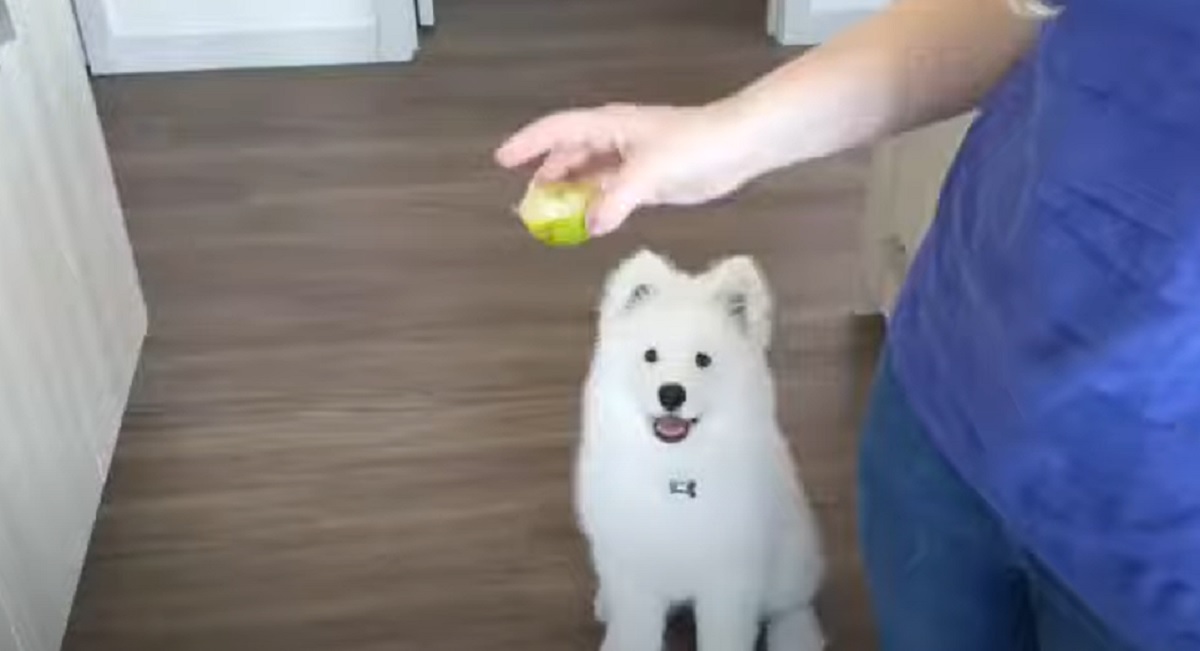 limone alfie cane