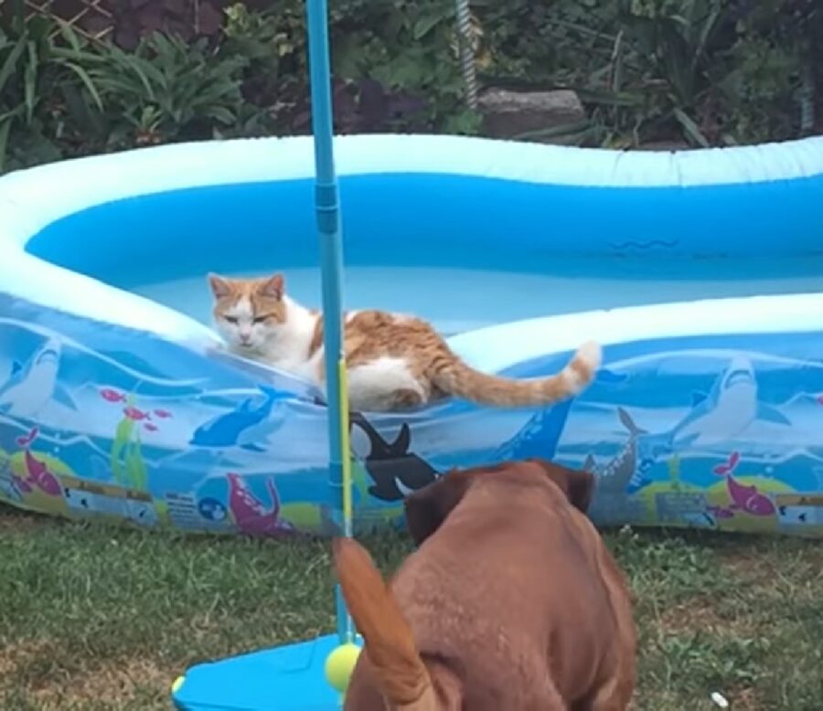 bodie cucciolo bash gattino bordo piscina